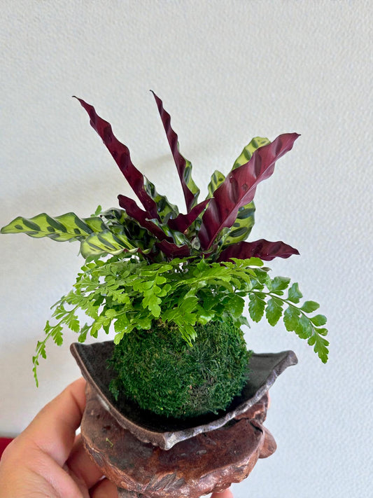 Calathea Rattlesnake with fern, Kokedama - Bonsai Moss ball - Japanese house plant decoration