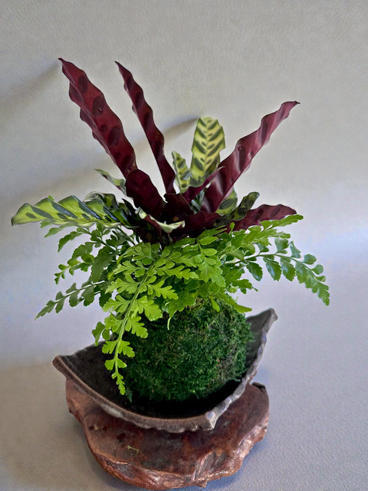Calathea Rattlesnake with fern, Kokedama - Bonsai Moss ball - Japanese house plant decoration