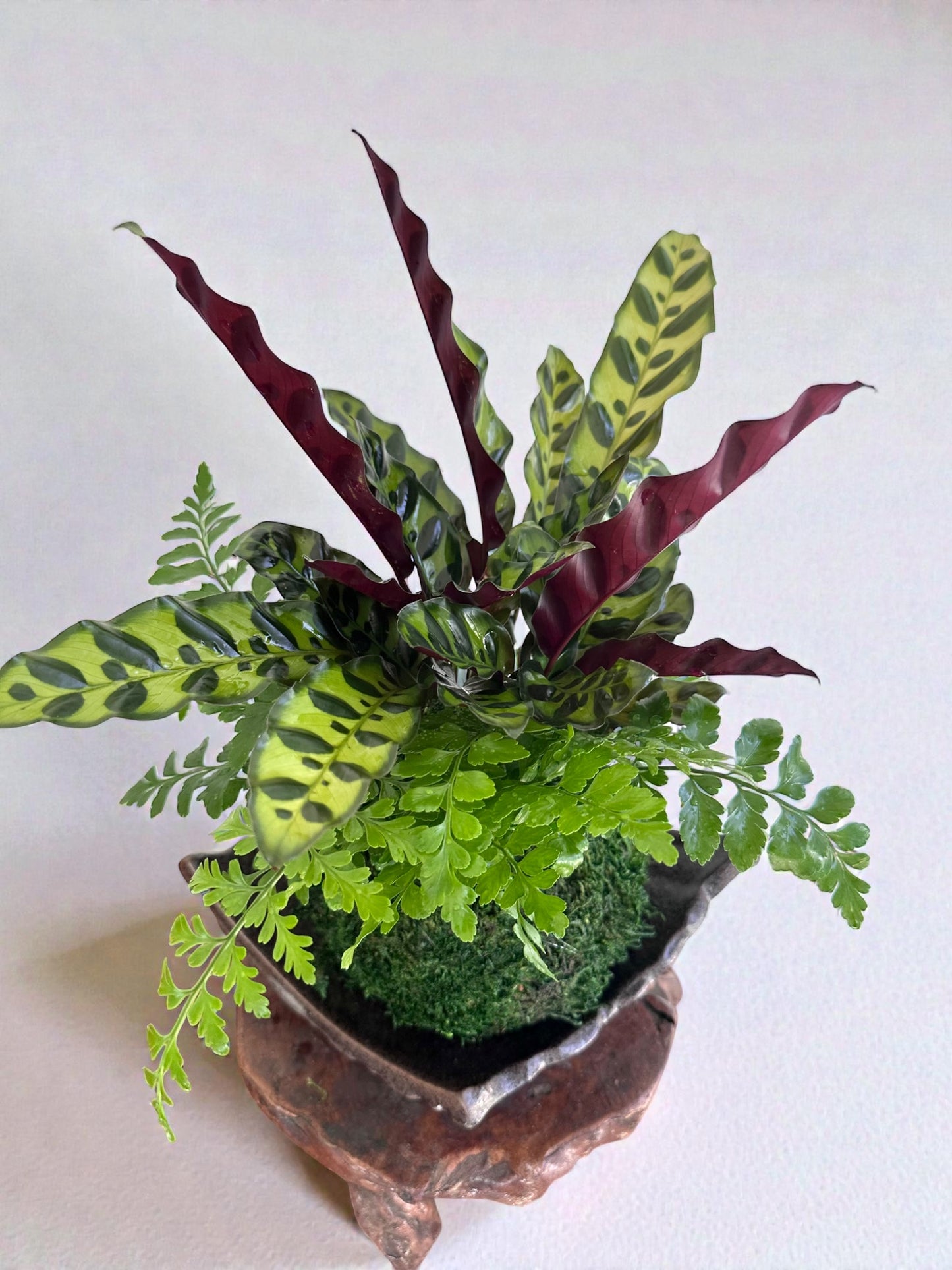 Calathea Rattlesnake with fern, Kokedama - Bonsai Moss ball - Japanese house plant decoration