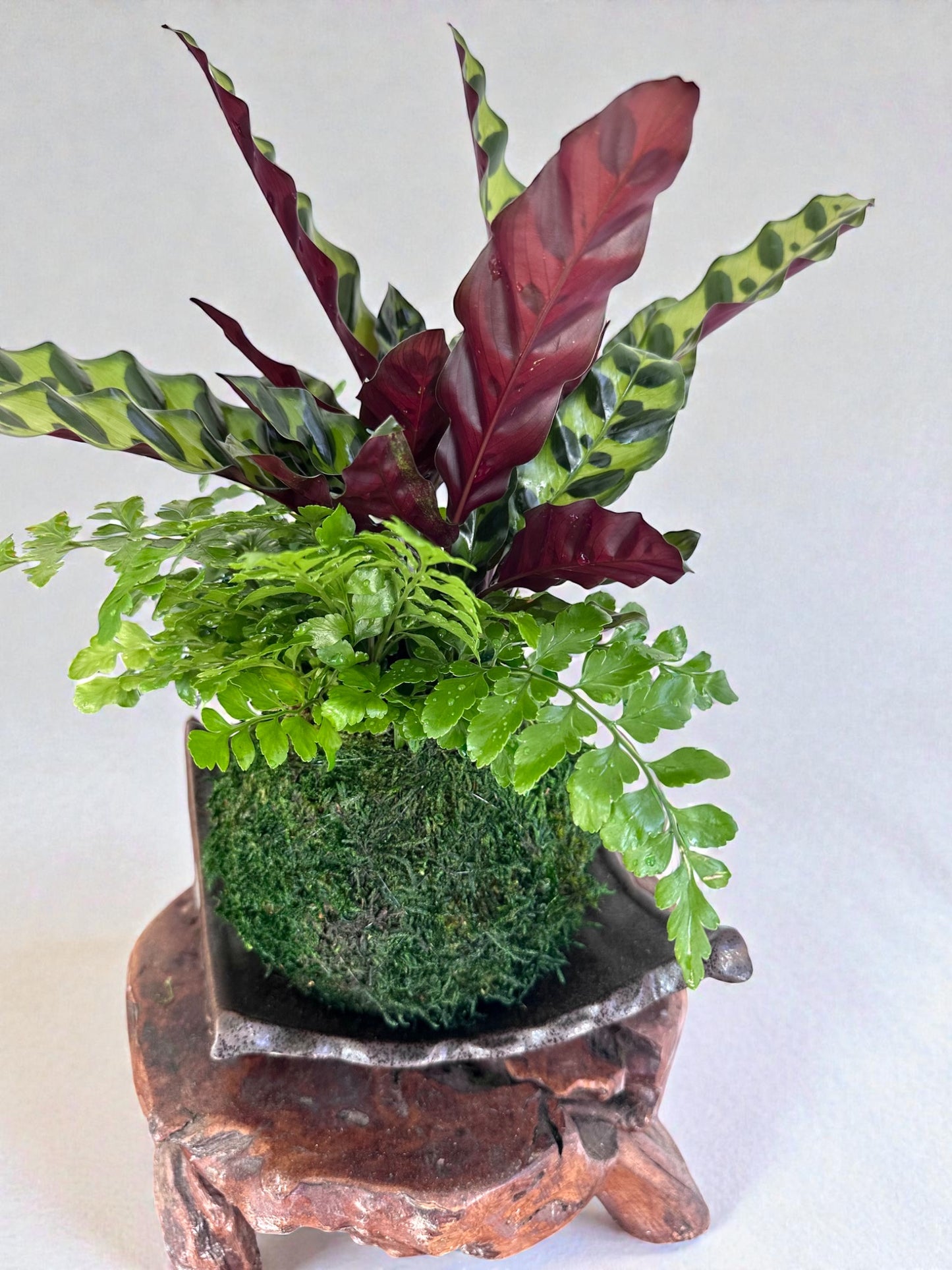 Calathea Rattlesnake with fern, Kokedama - Bonsai Moss ball - Japanese house plant decoration