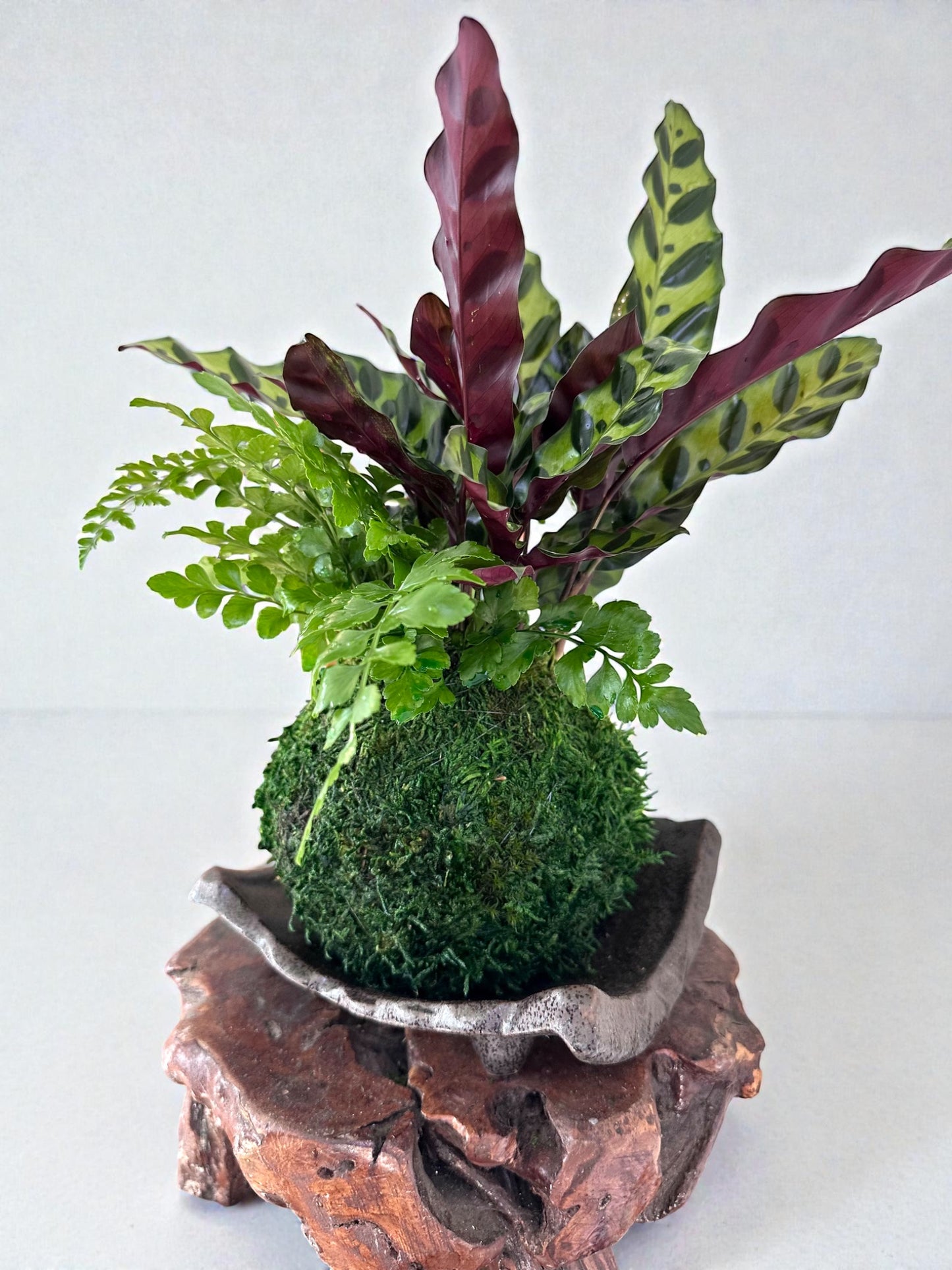 Calathea Rattlesnake with fern, Kokedama - Bonsai Moss ball - Japanese house plant decoration