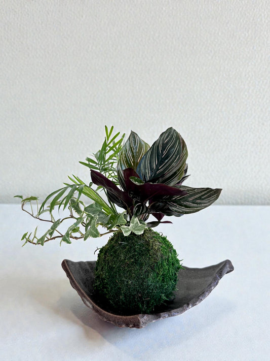 Calathea Pin arrangement - Stripped Ornata Starter Plant  Kokedama - Bonsai Moss ball -  house decor with Japanese technique plants! (Copy)