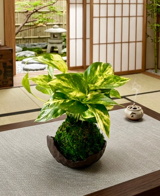 Marble Queen pothos Kokedama, mossball, Japanese traditional indoor garden technique. Oriental house decoration.