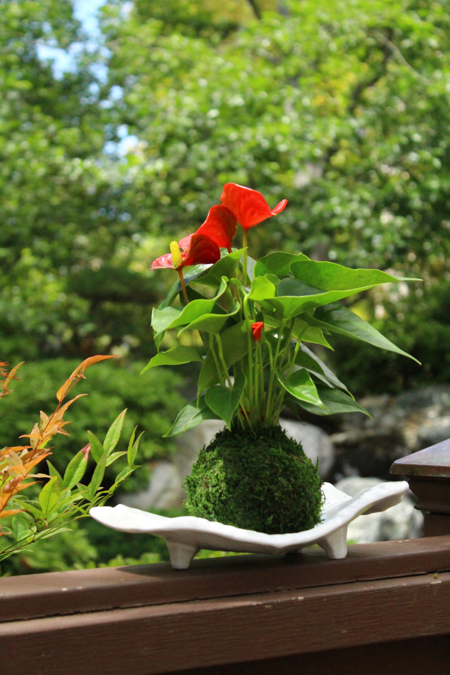 Red Anthrium Kokedama - Moss ball, Japanese ancient botanical technique.