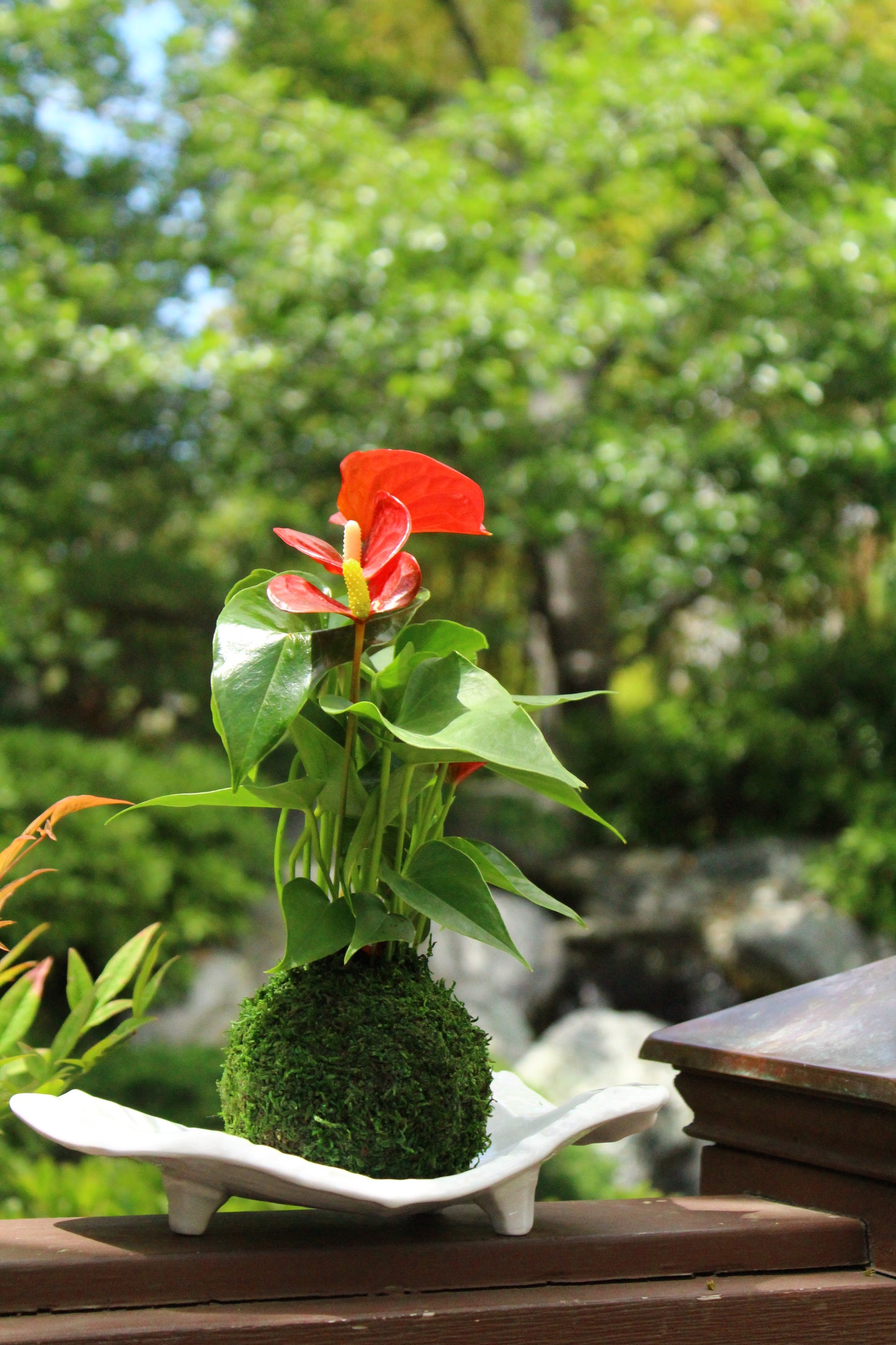 Red Anthrium Kokedama - Moss ball, Japanese ancient botanical technique.