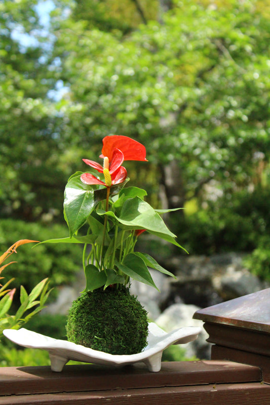 Red Anthurium Kokedama - Moss ball, Japanese ancient botanical technique.