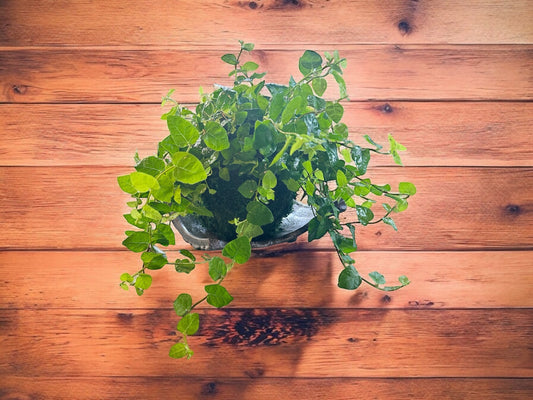 Ficus Pumila Kokedama - Delicate Climber in Moss Ball