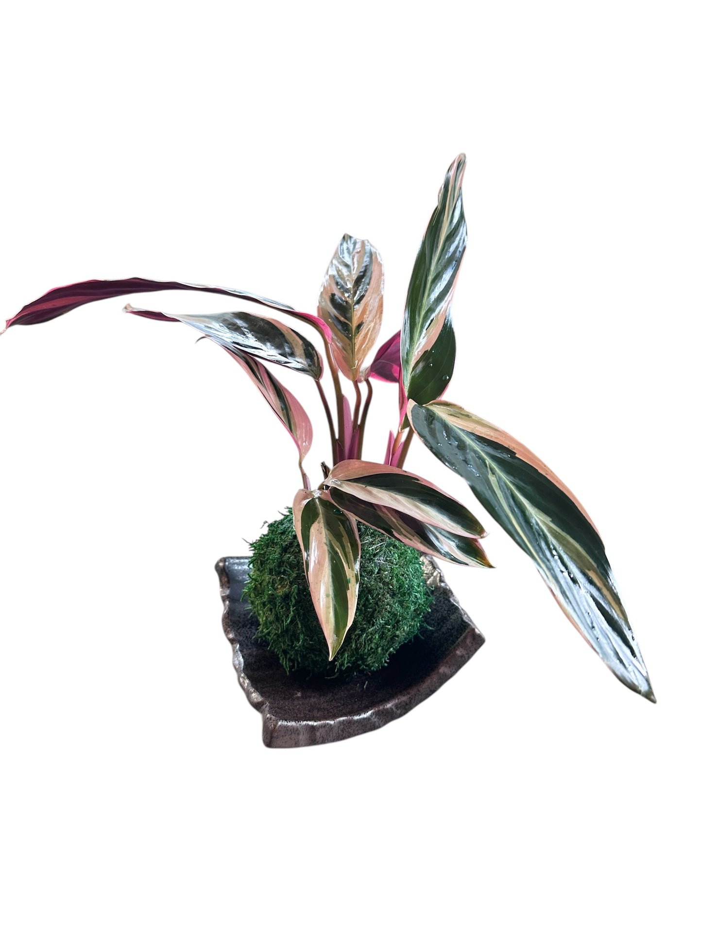 Stromanthe Triostar Kokedama – A Symphony of Color in Moss