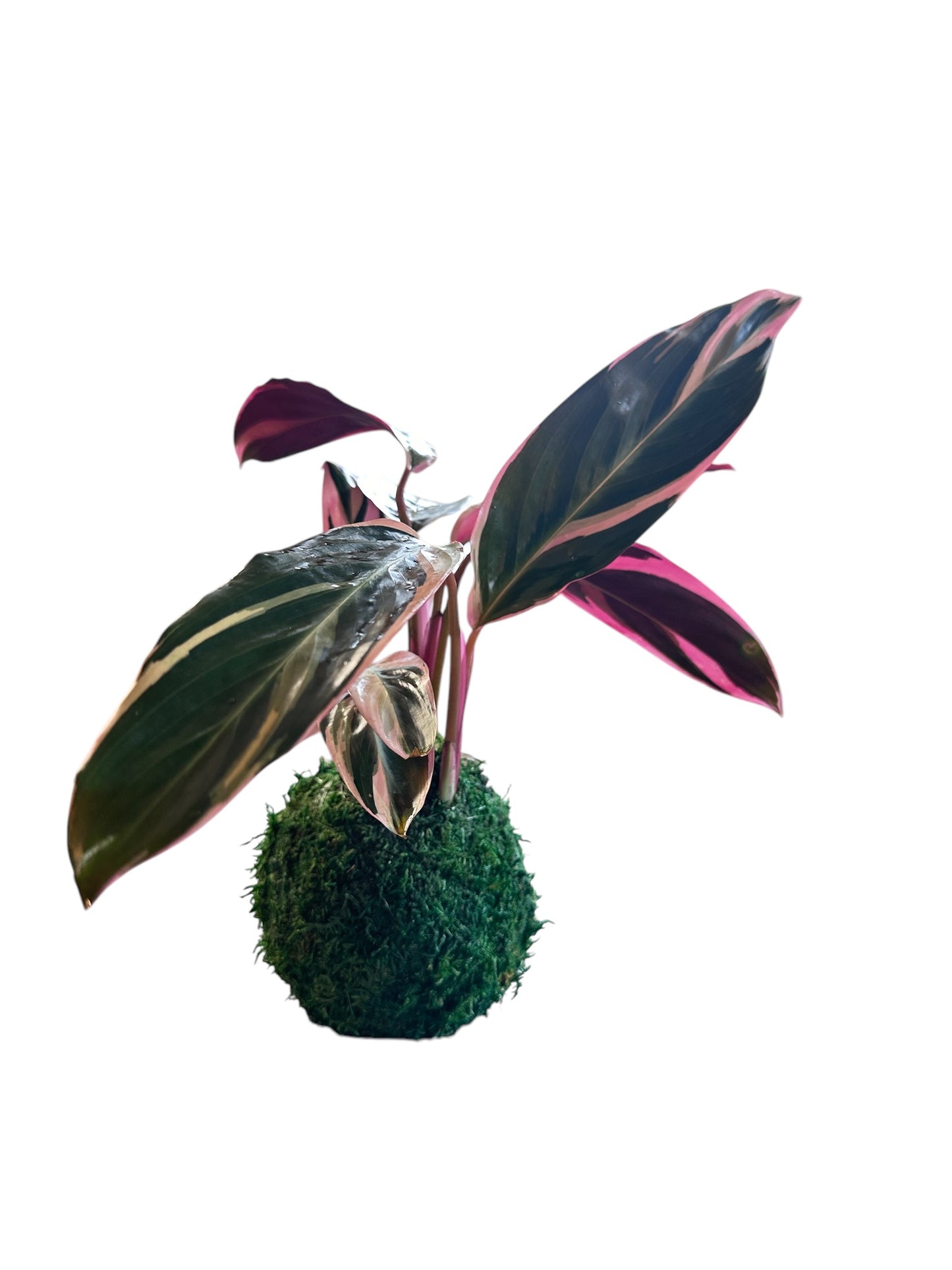 Stromanthe Triostar Kokedama – A Symphony of Color in Moss