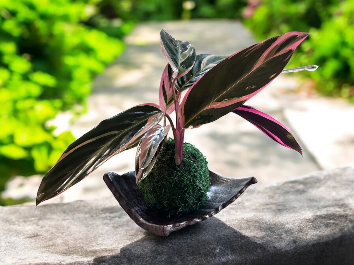 Stromanthe Triostar Kokedama – A Symphony of Color in Moss