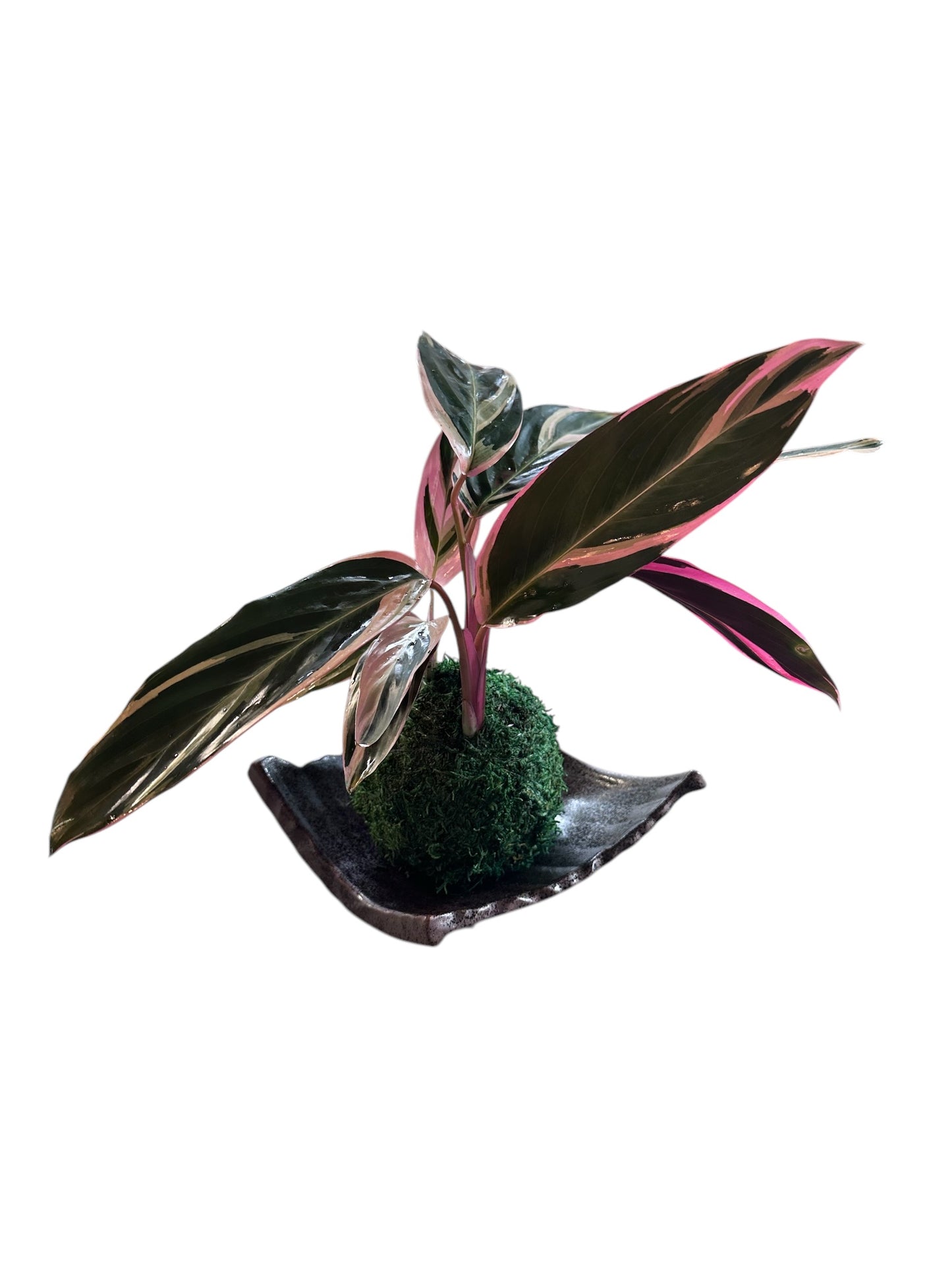 Stromanthe Triostar Kokedama – A Symphony of Color in Moss