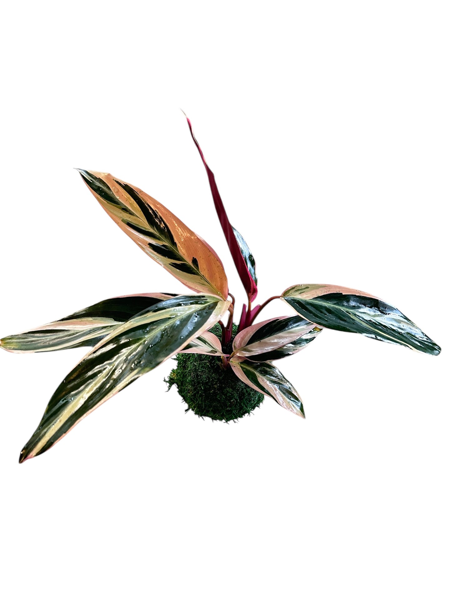 Stromanthe Triostar Kokedama – A Symphony of Color in Moss