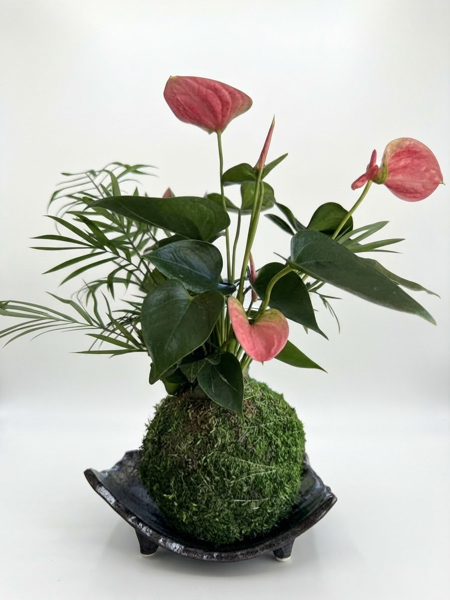 Yuzu Kuro Three-Footed Ceramic Kokedama Tray – Made in Japan