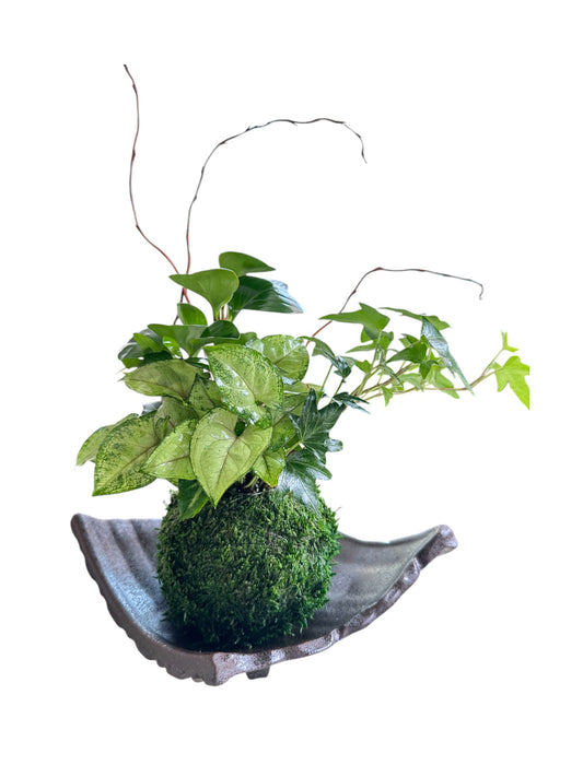 Peperomia, Synonium, Ivy, and curly willow arranged Kokedama - Moss ball, Japanese botanical technique.