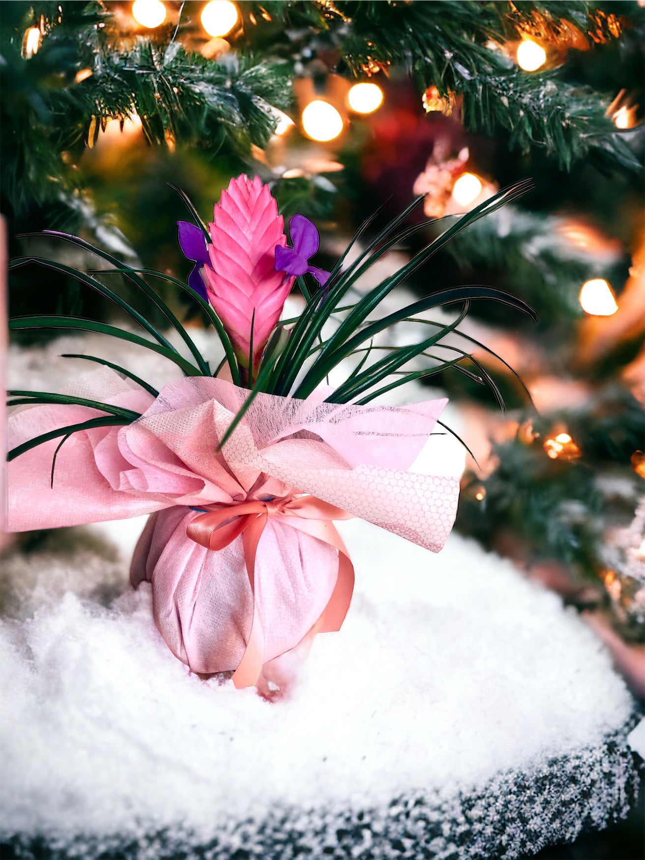 Kokedama Gift Wrapping