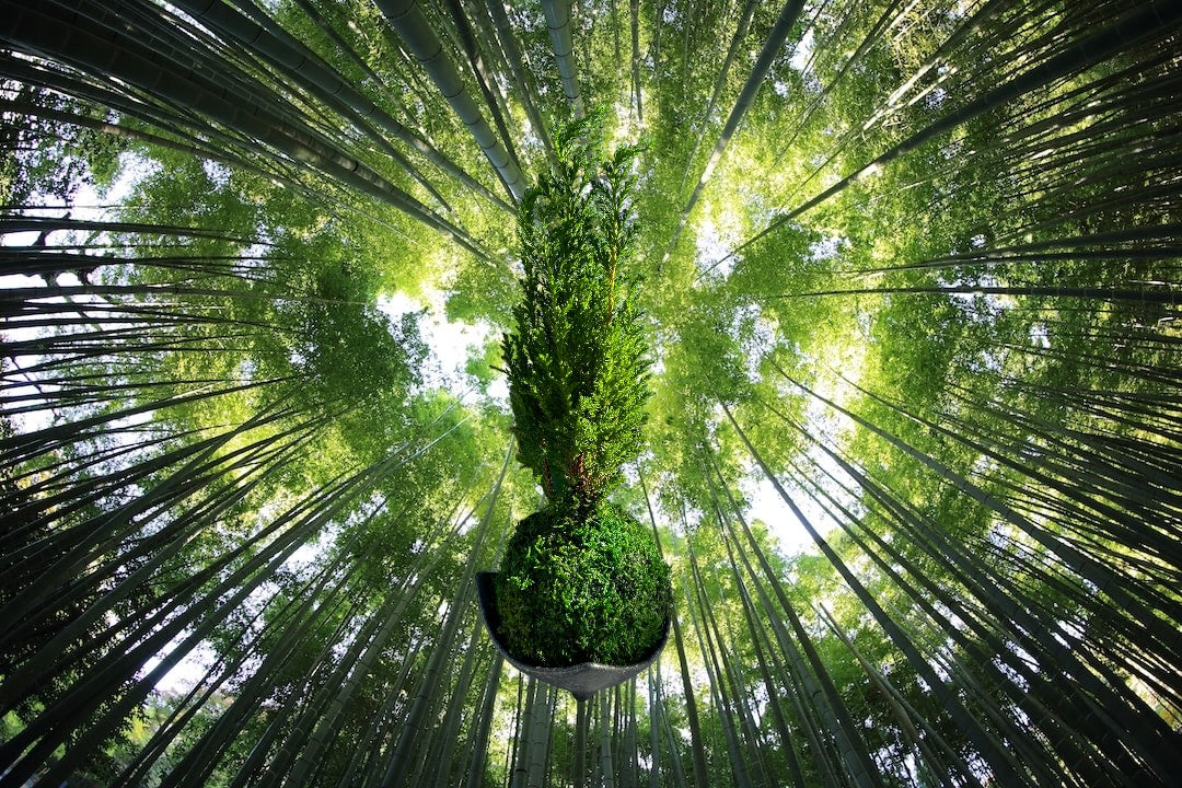Euro Cypress Kokedama, Embracing the Essence of Nature.