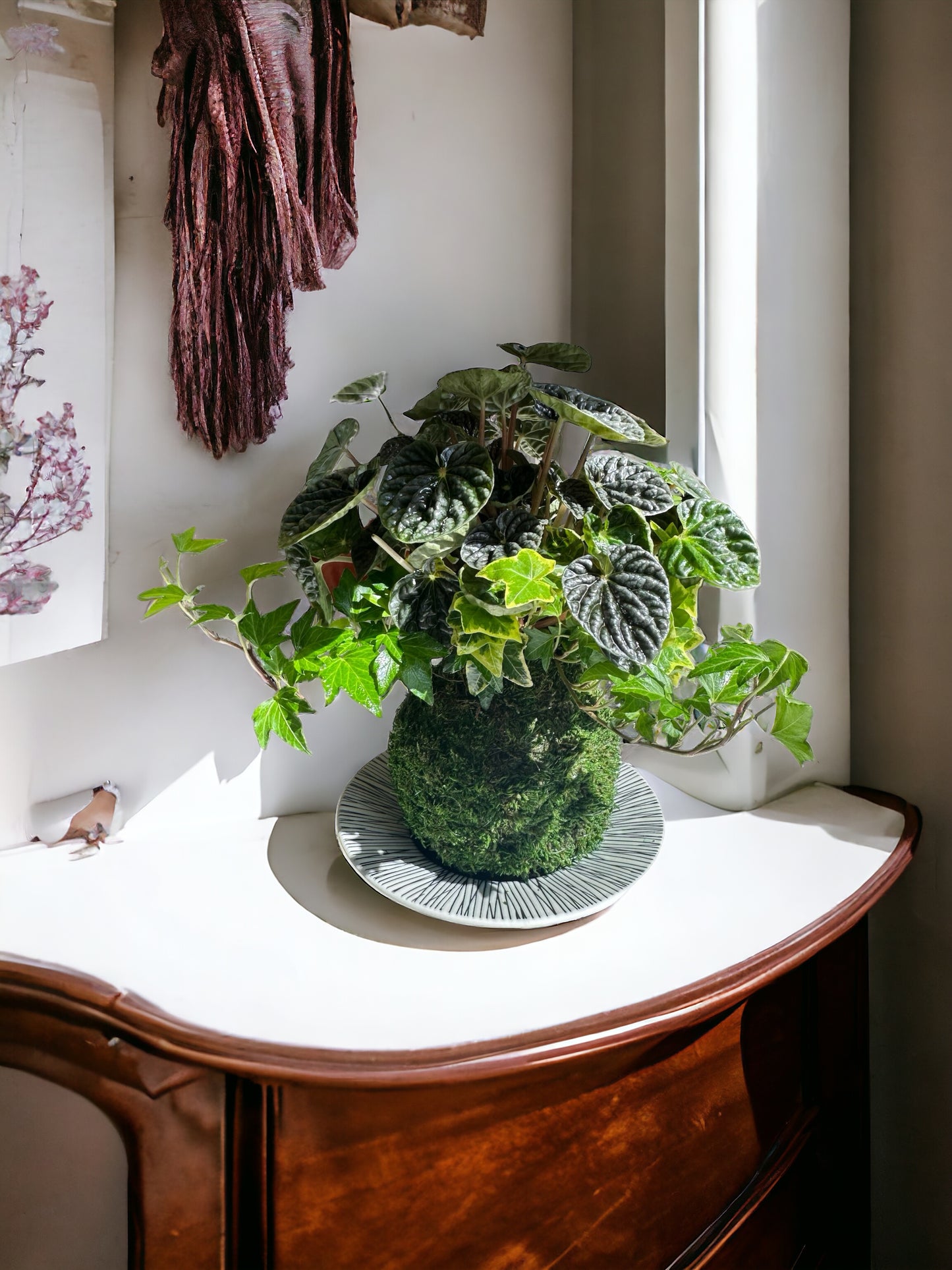 Ripple peperomia and ivy arranged Kokedama - Moss ball, Japanese ancient botanical technique.