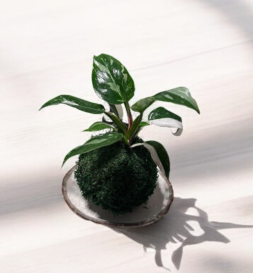 Philodendron white princess Kokedama - Moss ball