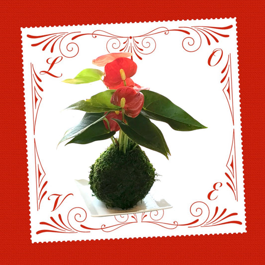 Valentine's Gift: Anthurium Kokedama with gift wrapping!  Reserve your gift! Order early!