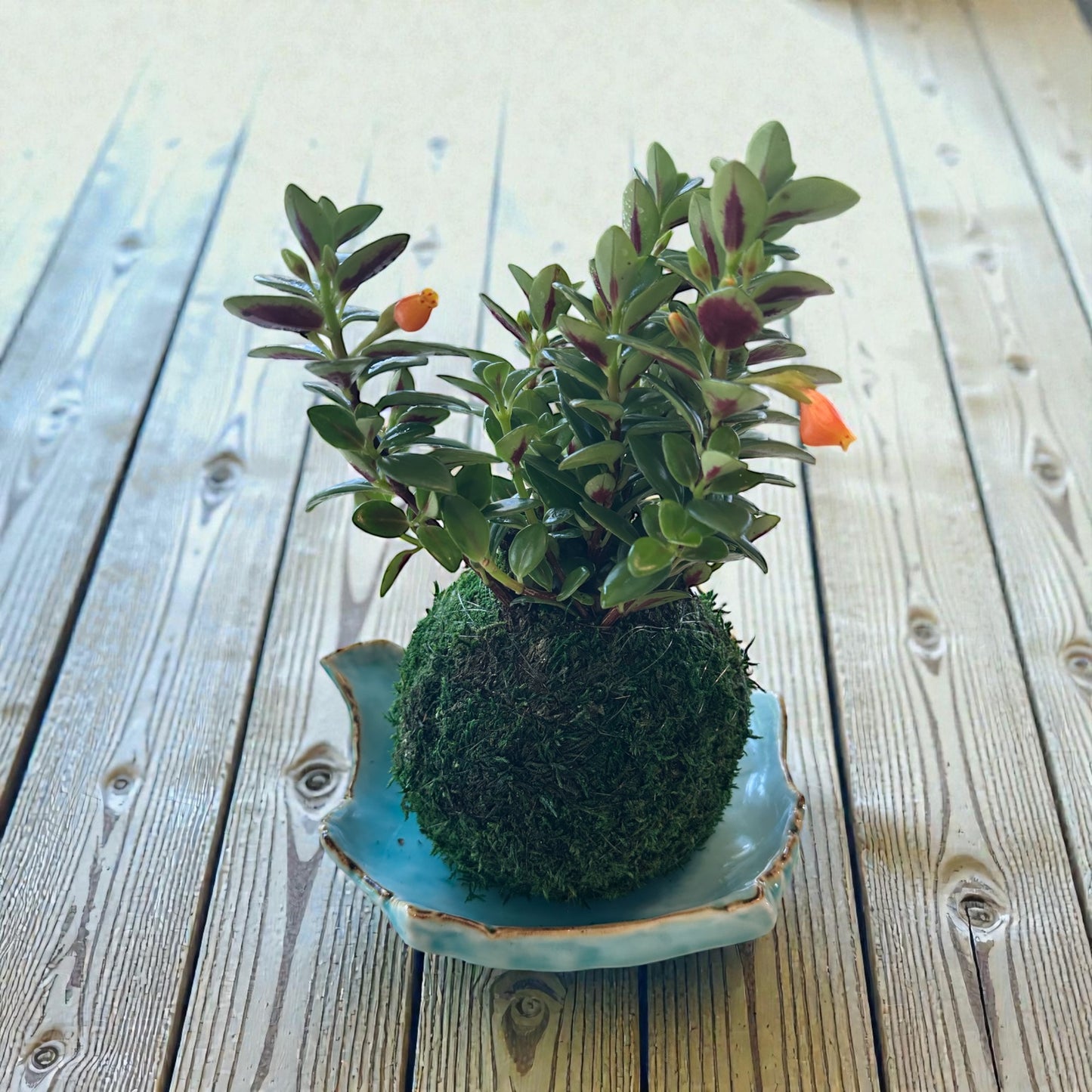 Gold Fish Kokedama - Moss ball - Japanese Living Art