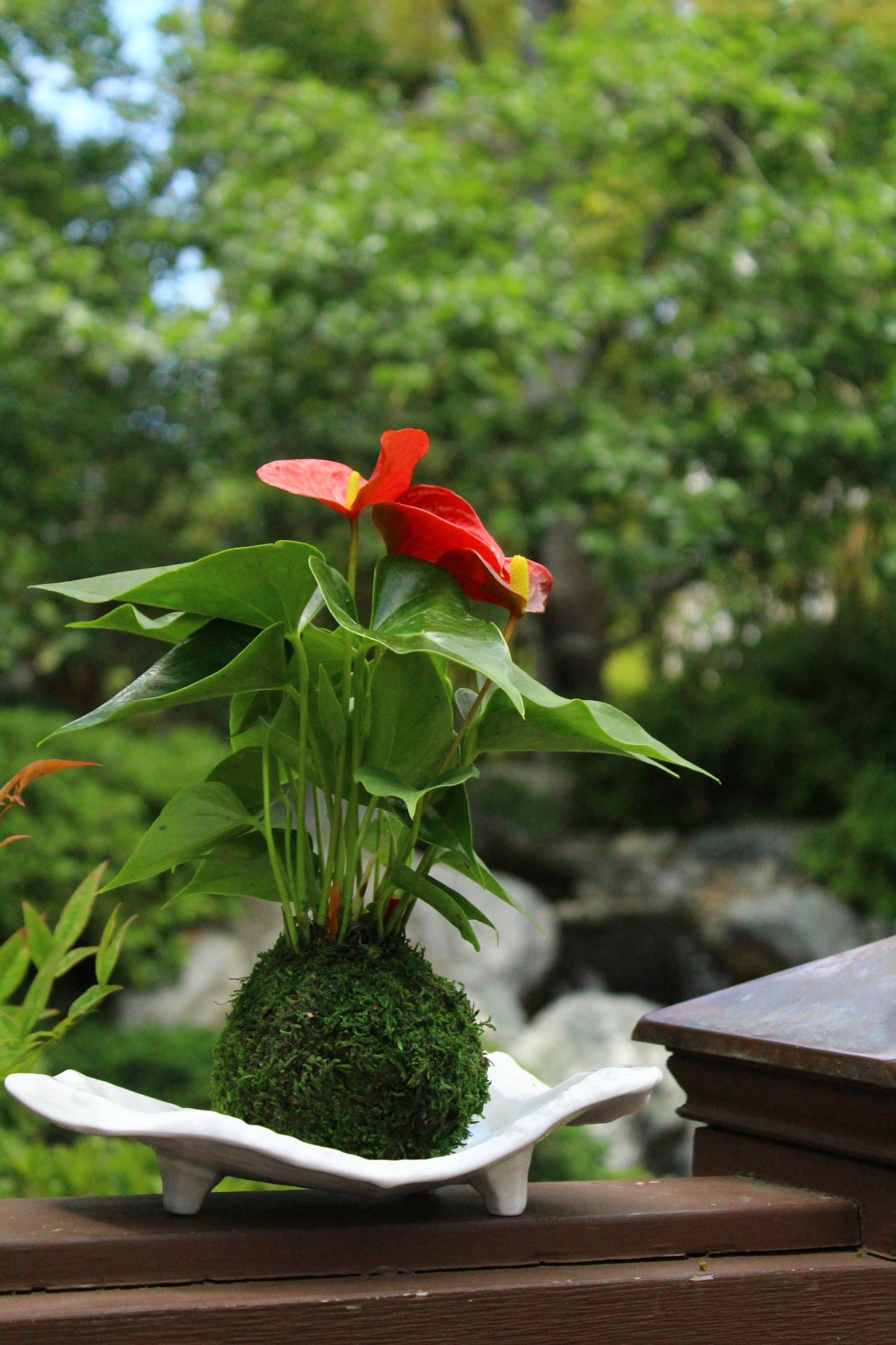 Red Anthrium Kokedama - Moss ball, Japanese ancient botanical technique.