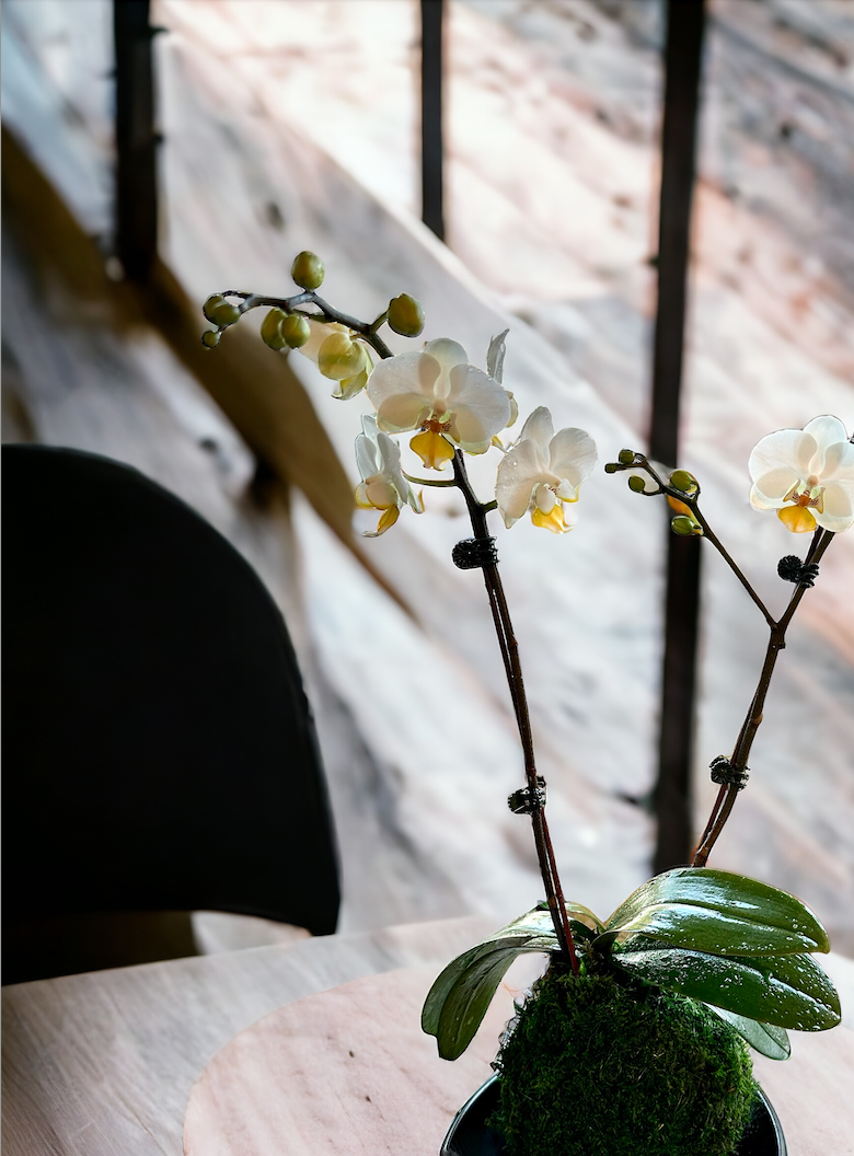 White Orchid Kokedama! Great gift for Mother's day, Birthday, House warming, you name it!