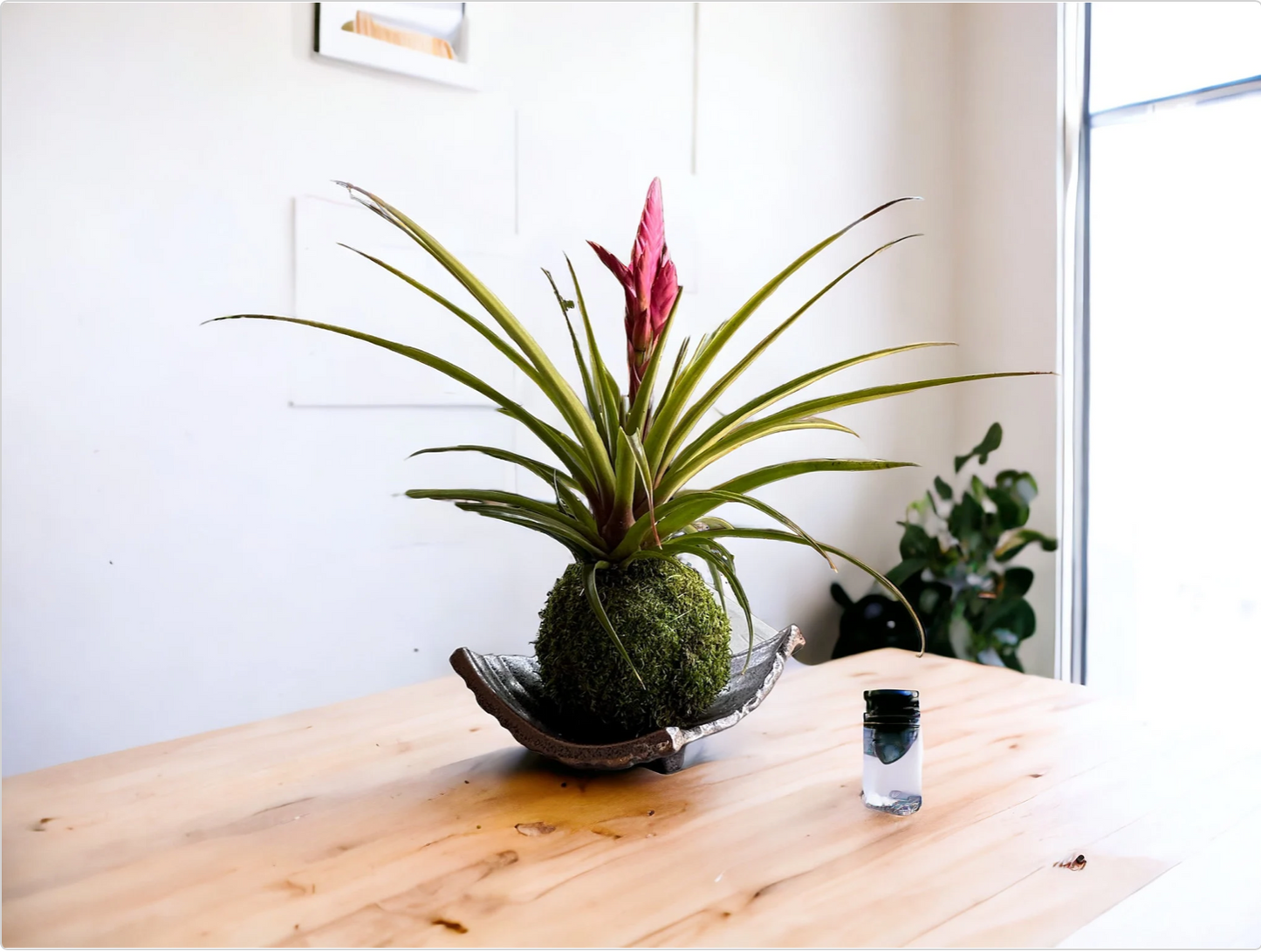 Black diamond shape Mino ware ceramic Saucers for Medium kokedama.  天目足付かわら皿  美濃焼　Size 10" x 8" x 2" deep.