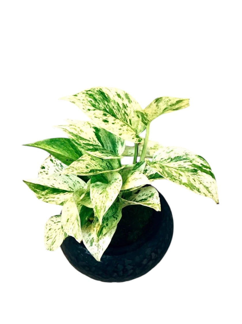 Marble Queen pothos Kokedama, mossball, Japanese traditional indoor garden technique. Oriental house decoration.