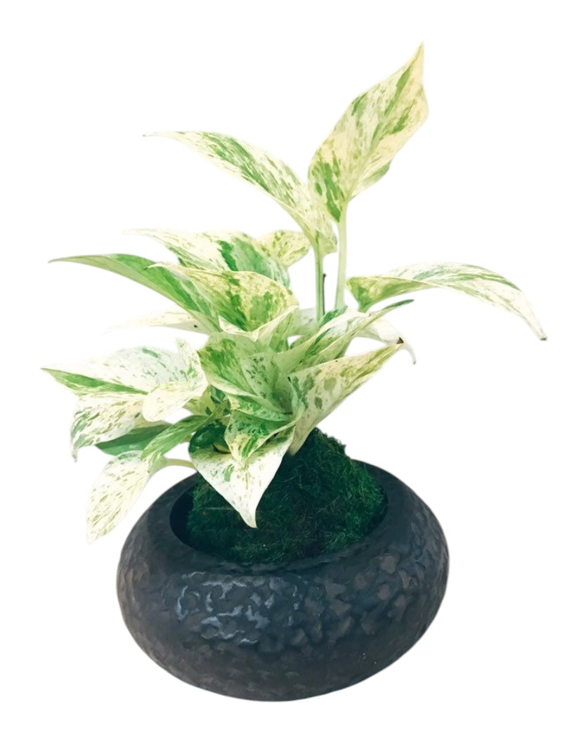 Marble Queen pothos Kokedama, mossball, Japanese traditional indoor garden technique. Oriental house decoration.