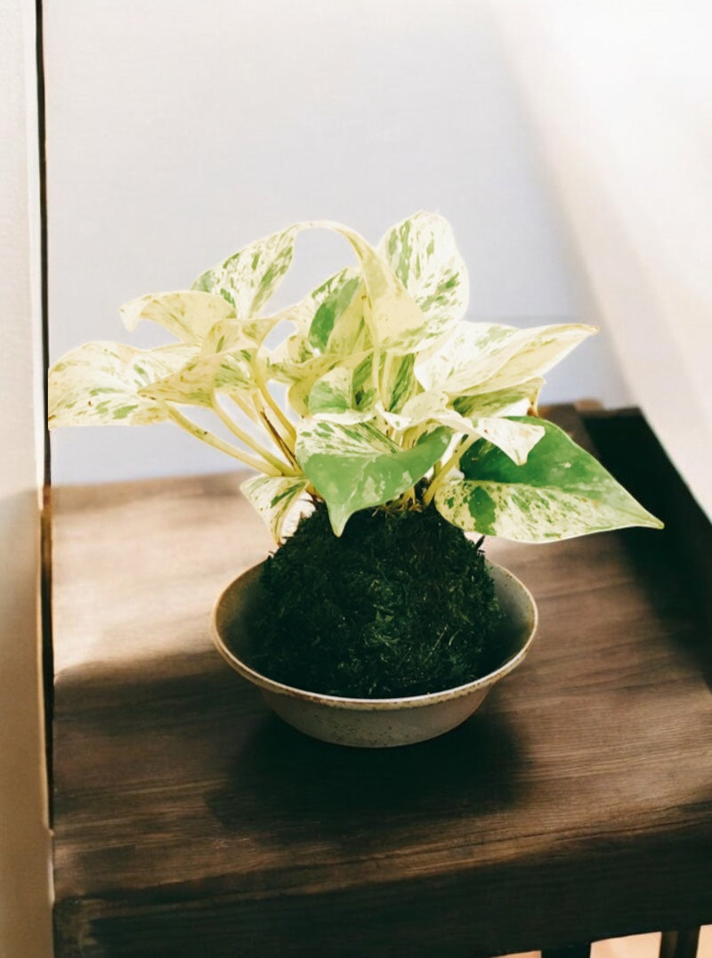 Marble Queen pothos Kokedama, mossball, Japanese traditional indoor garden technique. Oriental house decoration.