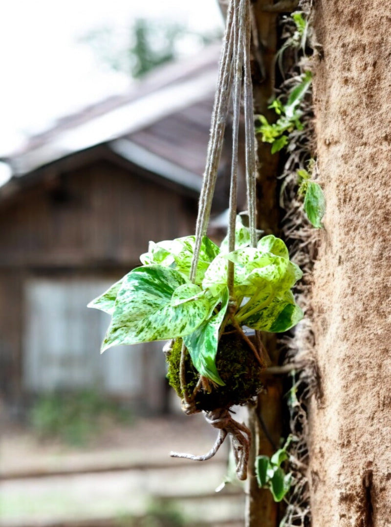 Marble Queen pothos Kokedama, mossball, Japanese traditional indoor garden technique. Oriental house decoration.