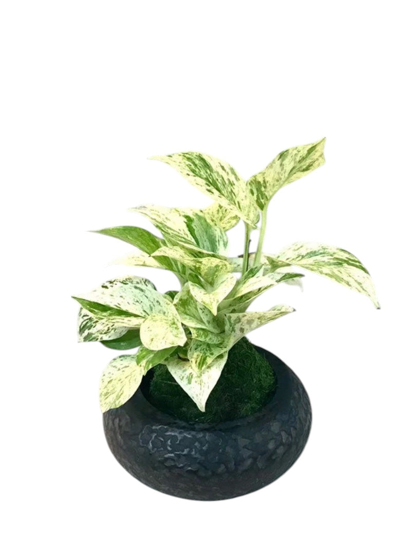 Marble Queen pothos Kokedama, mossball, Japanese traditional indoor garden technique. Oriental house decoration.