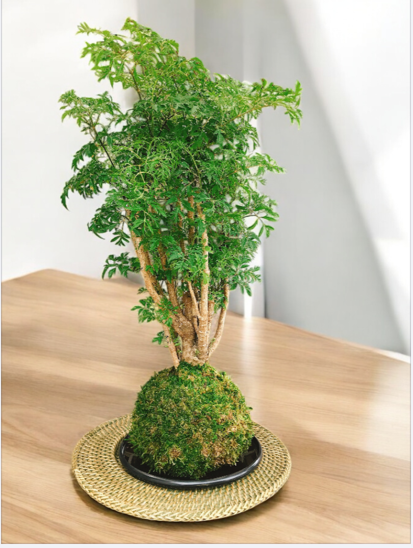 Ming Aralia Kokedama - Moss ball  (approx 6-8" diameter x 20-22 in)