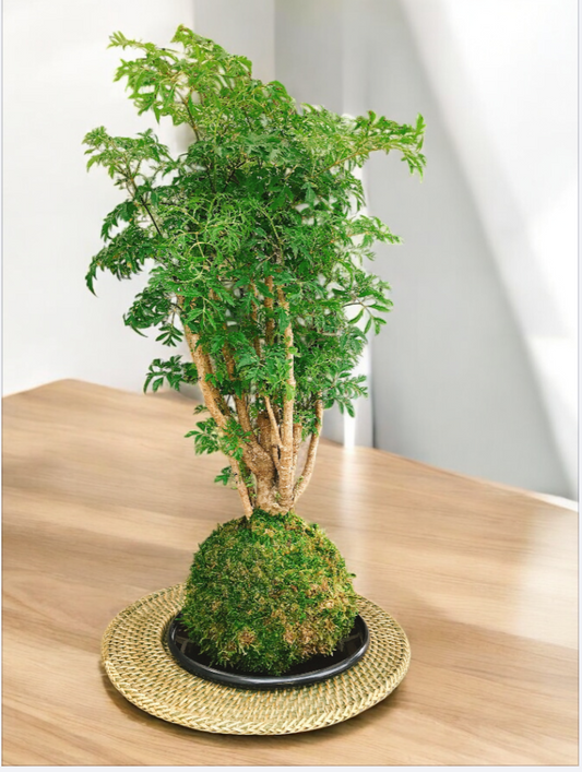 Ming Aralia Kokedama - Moss ball  (approx 6-8" diameter x 20-22 in)