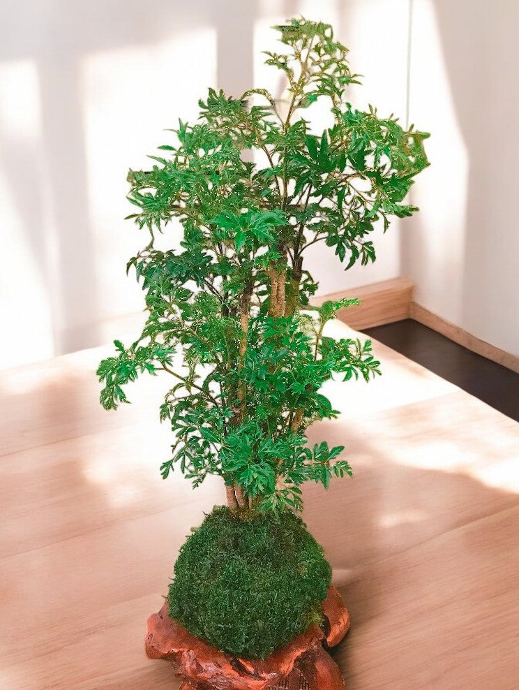 Kodama Forest Ming Aralia Kokedama - Thumbnail 3