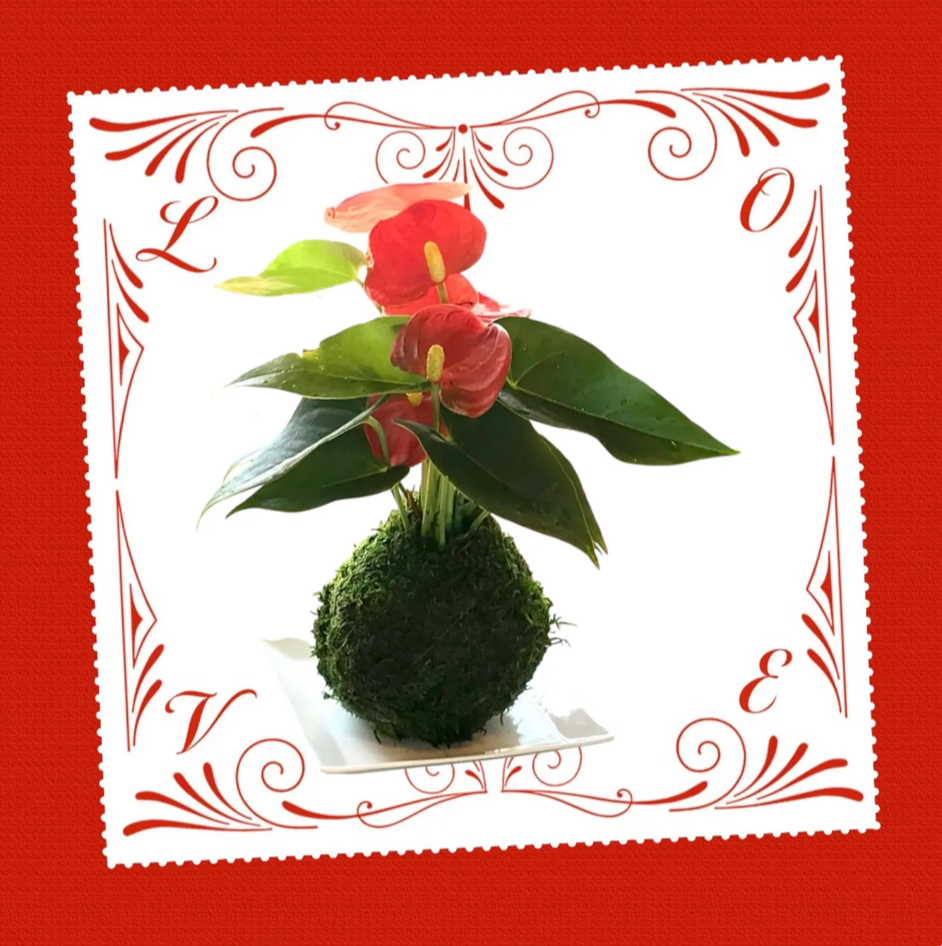 Red Anthrium Kokedama - Moss ball, Japanese ancient botanical technique.