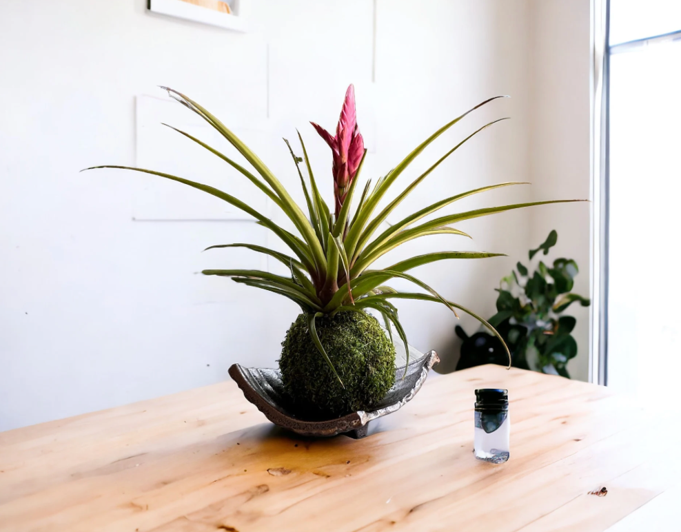 Black diamond shape Mino ware ceramic Saucers for Medium kokedama.  天目足付かわら皿  美濃焼　Size 10" x 8" x 2" deep.