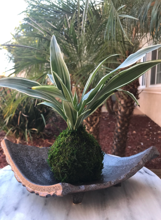 Black diamond shape Mino ware ceramic Saucers for Medium kokedama.  天目足付かわら皿  美濃焼　Size 10" x 8" x 2" deep.