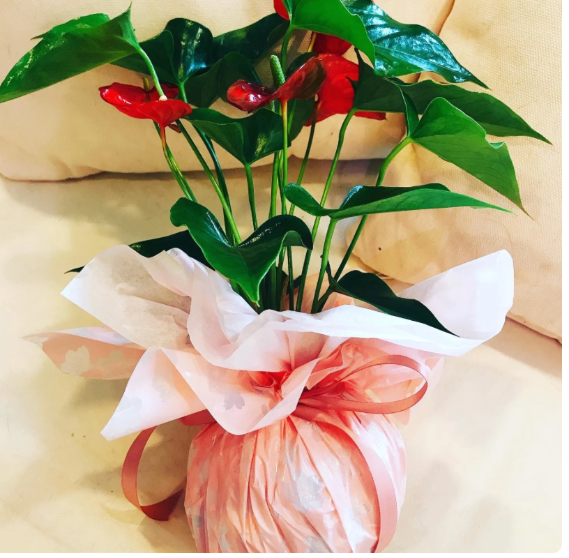 Gift Wrapping for Kokedama