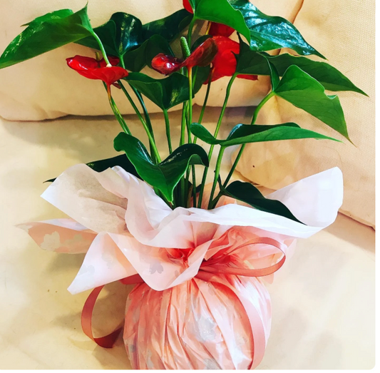 Gift Wrapping for Kokedama