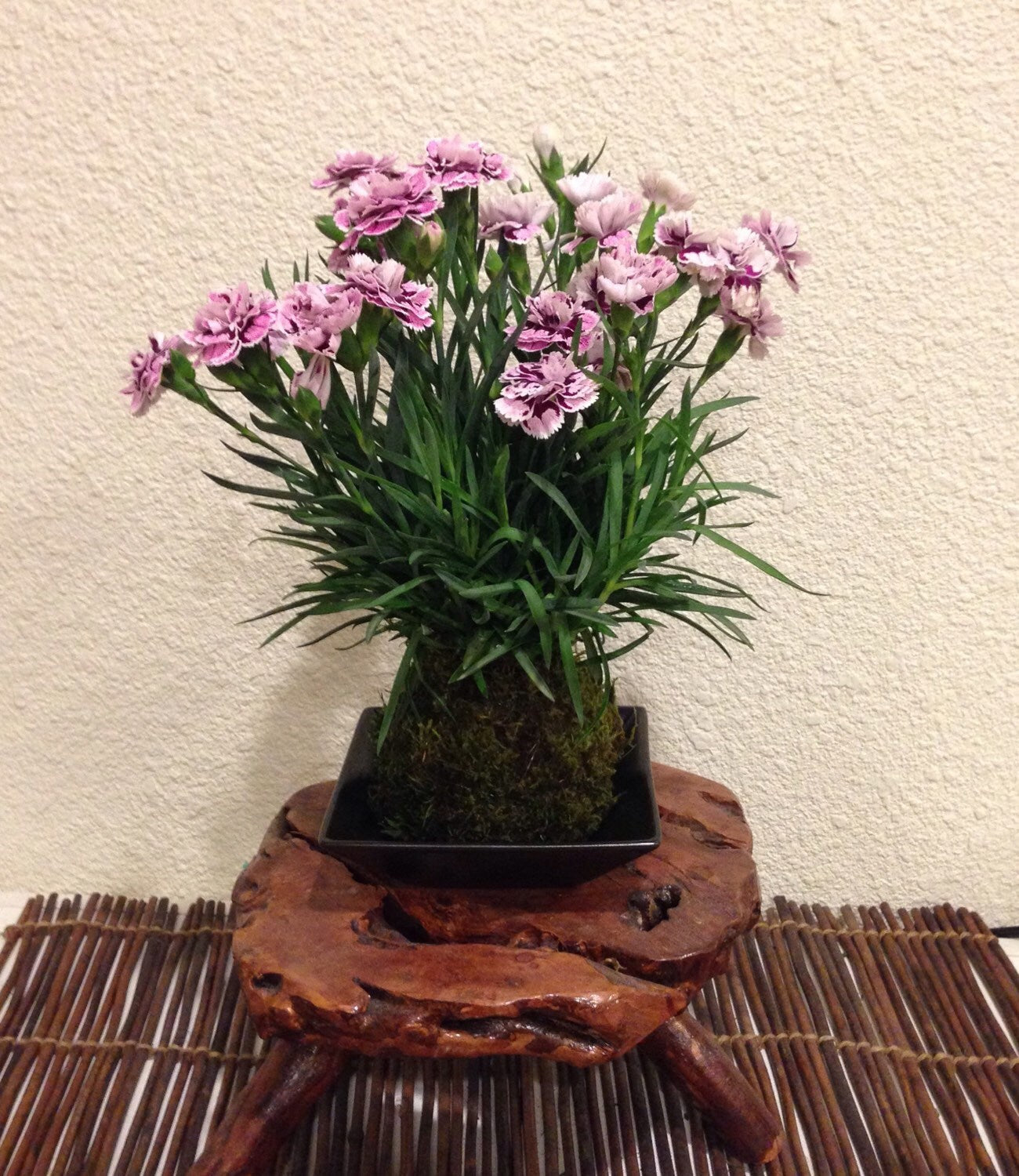 Carnation Kokedama - Moss ball with beautiful color carnation. Best gift for Mother's Day! Lots of new buds keep blooming!