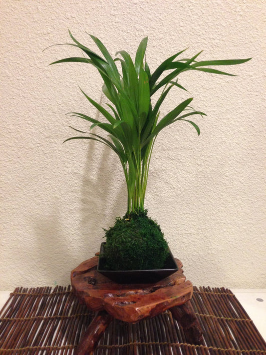 Kokedama - Moss ball with Maya Palm, easy care, long lasting. Japanese traditional indoor garden technique.