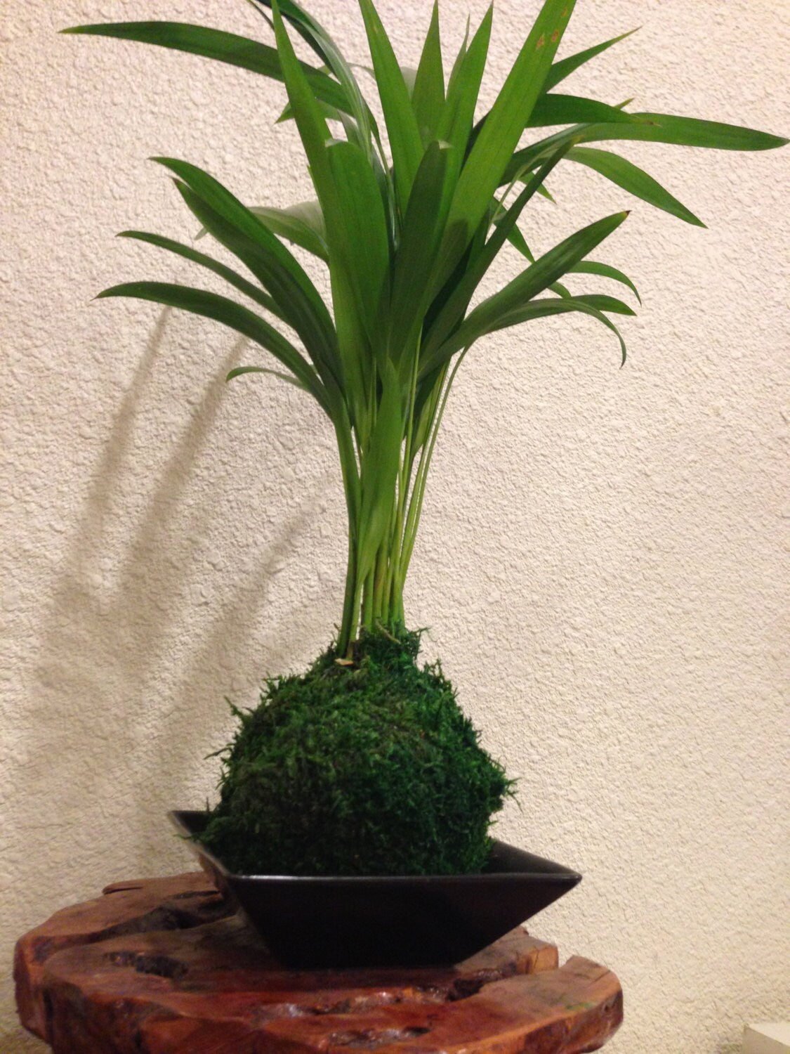 Kokedama - Moss ball with Maya Palm, easy care, long lasting. Japanese traditional indoor garden technique.