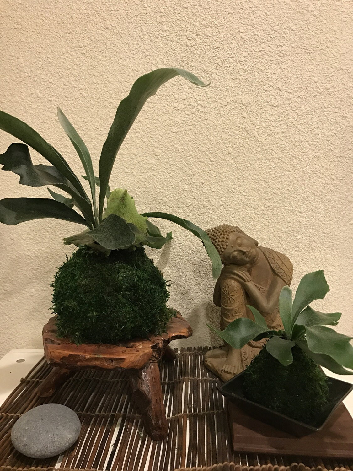 Small Staghorn Kokedama - Unique house plant decoration