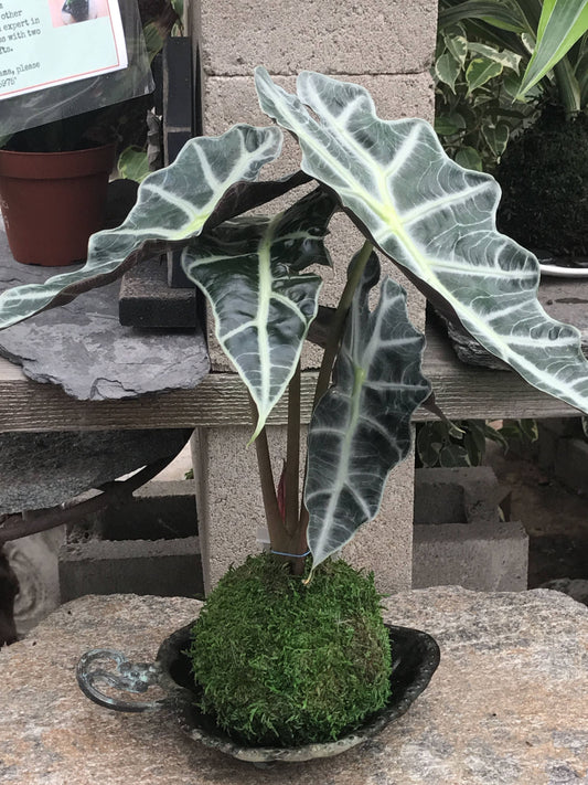 Kokedama - Moss ball with Lush Amazonica Alocasia Elephant Ear