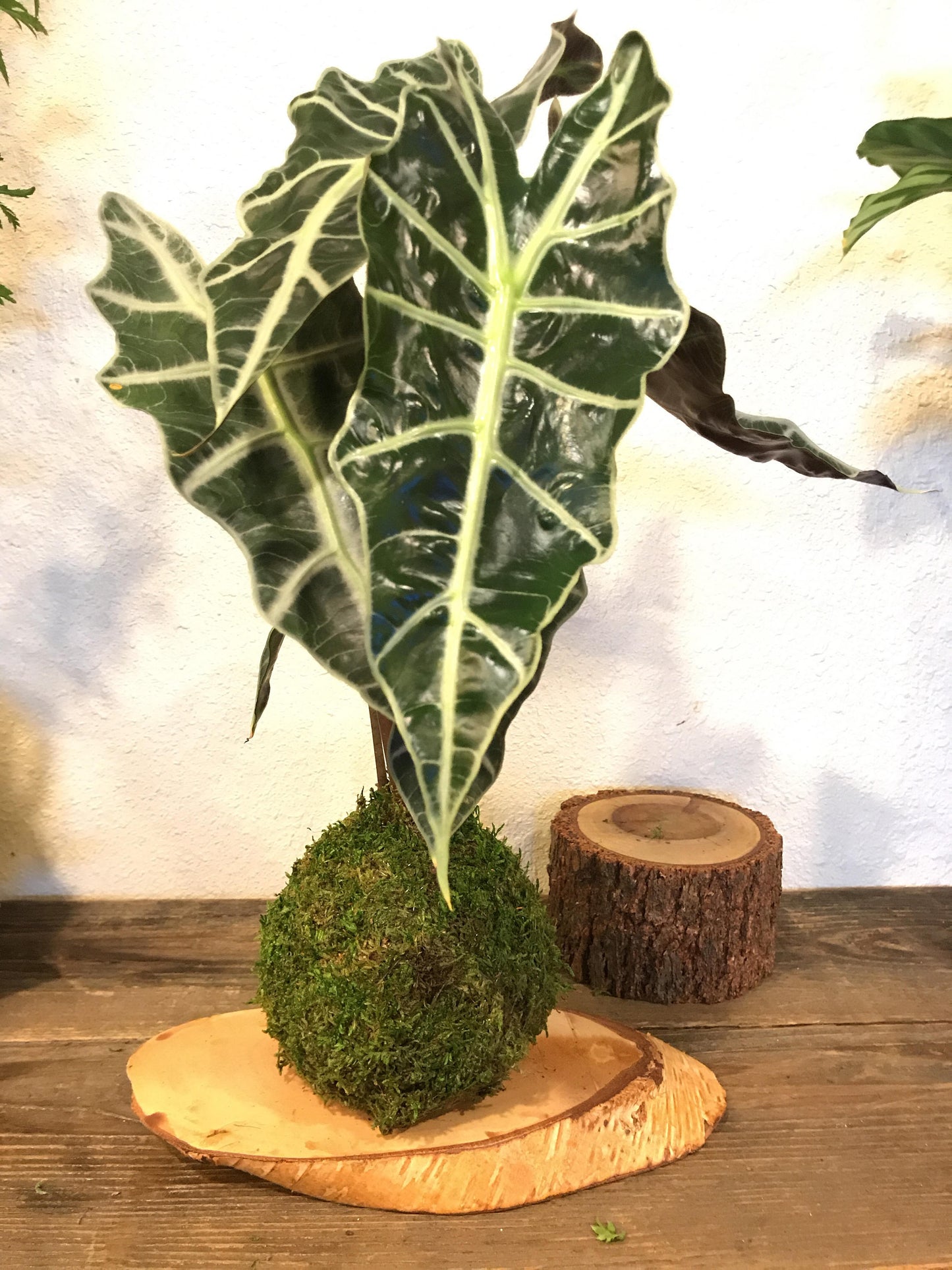 Kokedama - Moss ball with Lush Amazonica Alocasia Elephant Ear