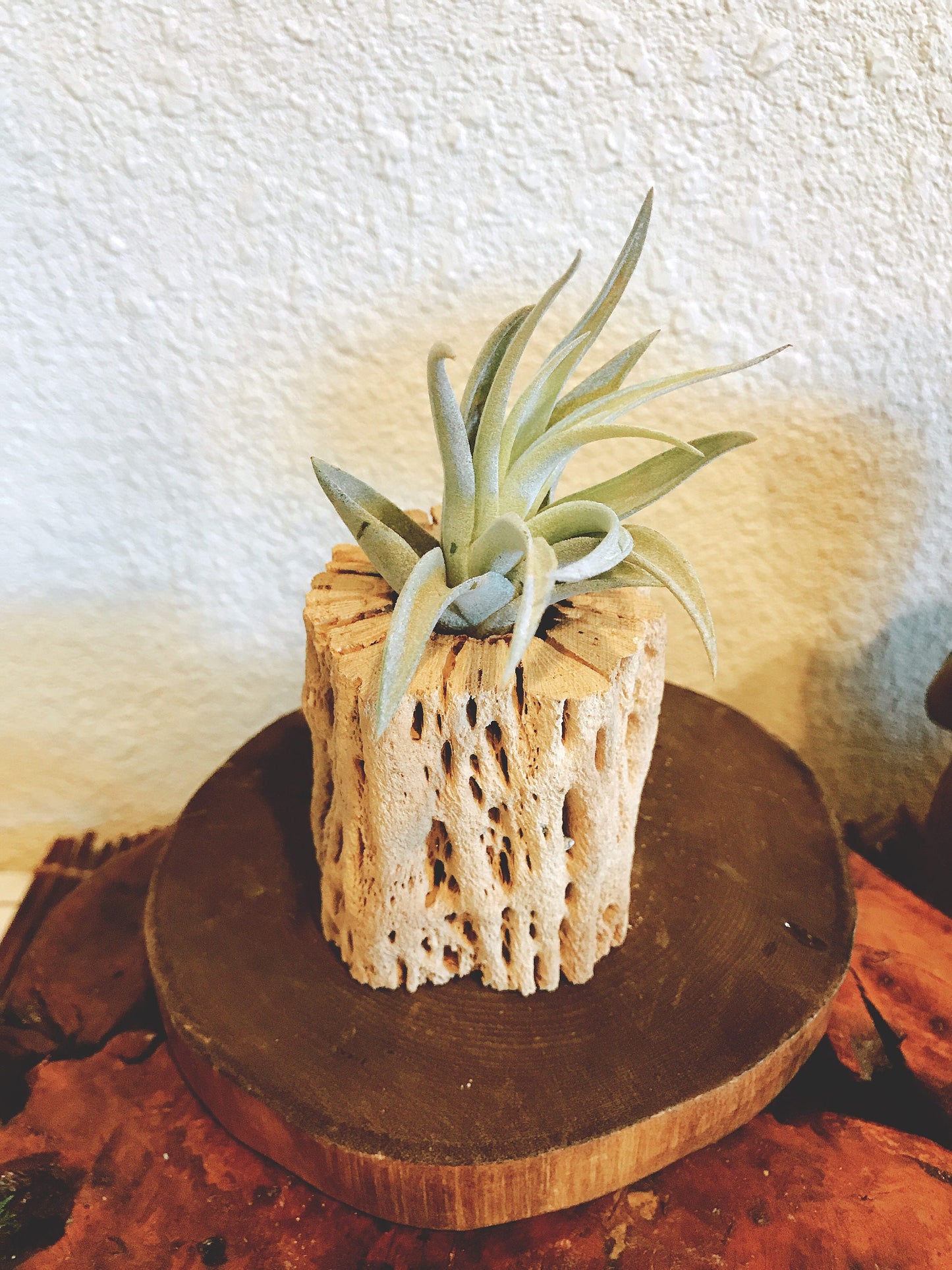 Cholla Wood  Planter with Air plant-Great idea for rustic country style decor