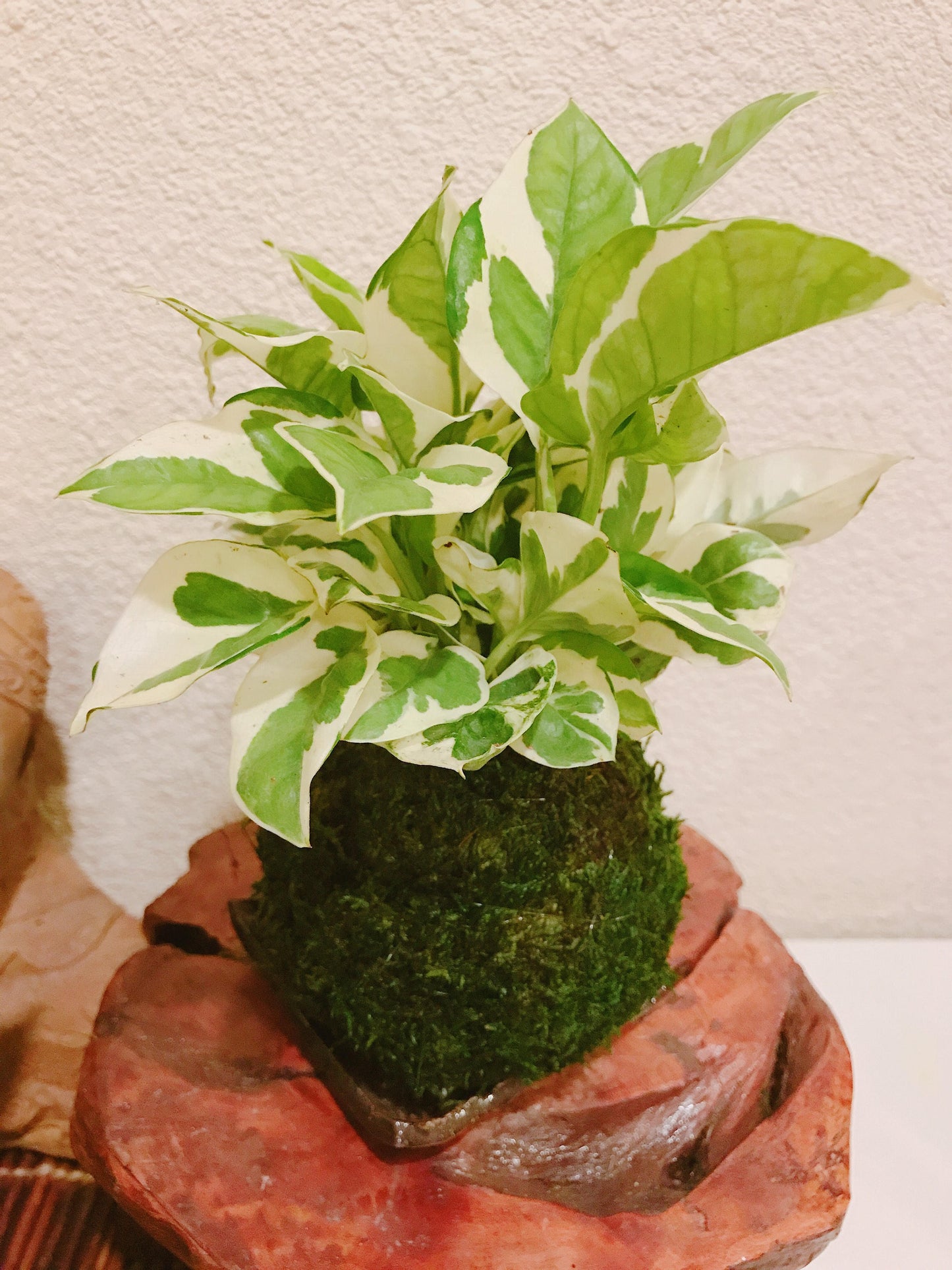 pothos kokedama N-Joy Pothos Kokedama - Moss ball