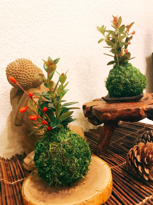 Gold Fish Kokedama - Moss ball - Japanese Living Art