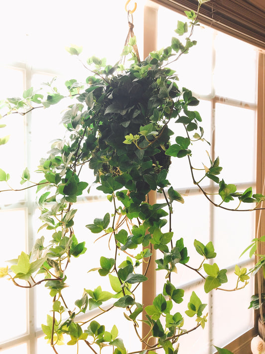 Kokedama-Large Ivy great idea for hanging, Forest feeling.